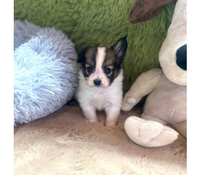 빠삐용 분양합니다이벤트가)