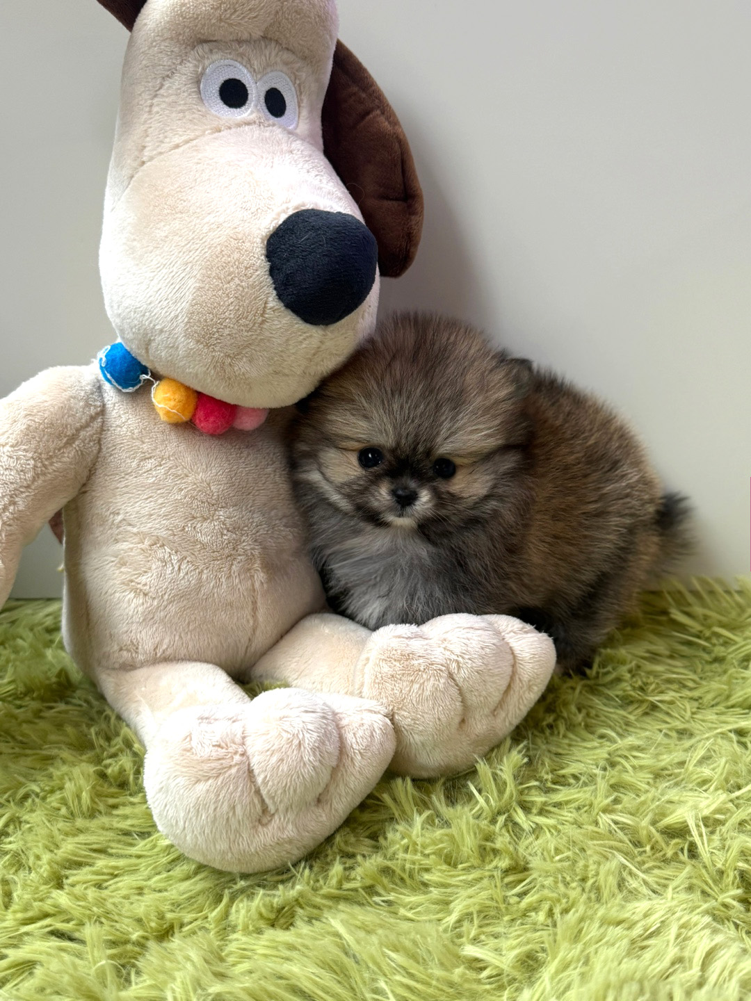 세이블 포메라니안 분양합니다(이벤트가)